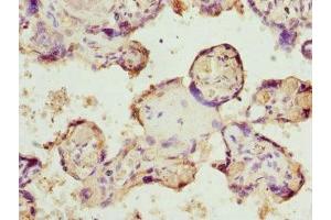 Immunohistochemistry of paraffin-embedded human placenta tissue using ABIN7145624 at dilution of 1:100