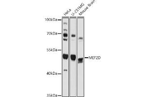 Western blot analysis of extracts of various cell lines, using MEF2D antibody (ABIN7268733) at 1:1000 dilution. (MEF2D anticorps  (AA 431-521))