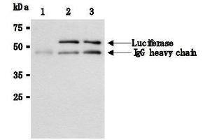 Western Blotting (WB) image for anti-Luciferase antibody (ABIN1108070) (Luciferase anticorps)