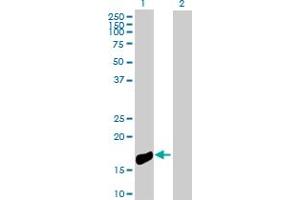 Western Blot analysis of NINJ1 expression in transfected 293T cell line by NINJ1 MaxPab polyclonal antibody.