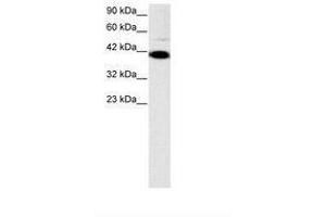 Image no. 3 for anti-Zfp-1 (AA 122-171) antibody (ABIN6735787) (Zfp-1 anticorps  (AA 122-171))