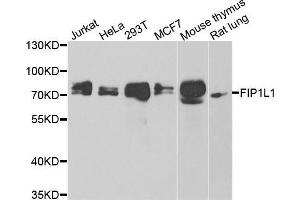 Western blot analysis of extracts of various cell lines, using FIP1L1 antibody (ABIN5974293) at 1/1000 dilution. (FIP1L1 anticorps)