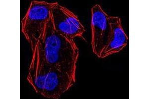 Immunofluorescence analysis of Hela cells using MLH1 mouse mAb.