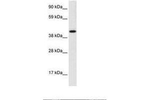 Image no. 1 for anti-Insulinoma-Associated 1 (INSM1) (AA 191-240) antibody (ABIN202692) (INSM1 anticorps  (AA 191-240))
