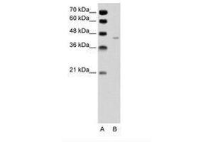 Image no. 2 for anti-Pannexin 1 (PANX1) (AA 231-280) antibody (ABIN6736329)