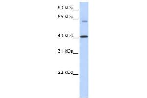 TMEM195 antibody used at 1 ug/ml to detect target protein. (TMEM195 anticorps  (N-Term))
