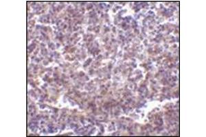 Immunohistochemistry of RP105 in human spleen tissue with this product at 2 μg/ml.