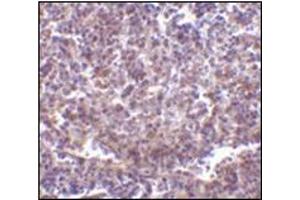 Immunohistochemistry of RP105 in human spleen tissue with this product at 2 μg/ml. (CD180 anticorps  (N-Term))