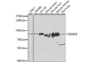 Western blot analysis of extracts of various cell lines using ELMO3 Polyclonal Antibody at dilution of 1:1000. (ELMO3 anticorps)