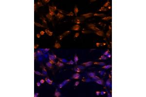 Immunofluorescence analysis of NIH-3T3 cells using AREG Rabbit pAb (ABIN6127431, ABIN6137065, ABIN6137066 and ABIN6216408) at dilution of 1:100 (40x lens).