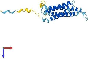 AlphaFold protein structure predicition of Human Recombinant MARVELD1 Protein, UniprotID Q9BSK0