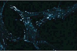 Immunofluorescent staining of WI38 cells with anti-Paxillin.