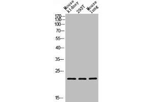 Western blot analysis of Mouse kidney, 293T, Mouse lung, antibody was diluted at 1000. (GREM2 anticorps  (AA 71-120))