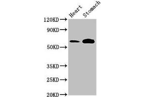 Western Blot Positive WB detected in: Rat heart tissue, Mouse stomach tissue All lanes: TPH2 antibody at 3 μg/mL Secondary Goat polyclonal to rabbit IgG at 1/50000 dilution Predicted band size: 57 kDa Observed band size: 57 kDa (Tryptophan Hydroxylase 2 anticorps  (AA 44-225))