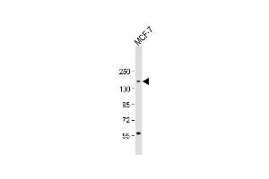 Anti-ADNP Antibody (C-term) at 1:1000 dilution + MCF-7 whole cell lysate Lysates/proteins at 20 μg per lane. (ADNP anticorps  (C-Term))