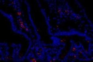 Immunofluorescent analysis of paraformaldehyde-fixed mouse duodenum using FAM135B (ABIN7073910) at dilution of 1: 1000 (FAM135B anticorps)