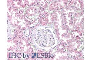 ABIN184646 (10µg/ml) staining of paraffin embedded Human Kidney. (PPP2CB anticorps  (C-Term))