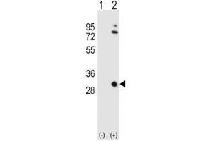 Western blot analysis of APOA1 antibody and 293 cell lysate either nontransfected (Lane 1) or transiently transfected (2) with the APOA1 gene. (APOA1 anticorps  (AA 10-37))
