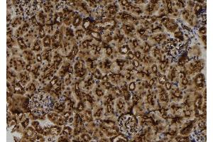ABIN6273156 at 1/100 staining Mouse kidney tissue by IHC-P. (Mahogunin RING Finger Protein 1 anticorps  (Internal Region))