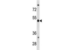 CXCR5 antibody western blot analysis in K562 lysate.