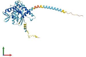 AlphaFold protein structure predicition of Human Recombinant SEPTIN2 Protein, UniprotID Q15019
