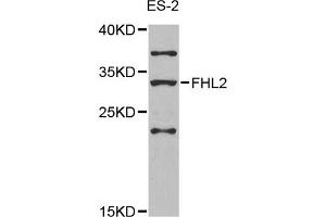 Western blot analysis of extracts of ES-2 cells, using FHL2 antibody (ABIN5975345) at 1/1000 dilution. (FHL2 anticorps)