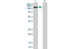 Western Blot analysis of ZNF526 expression in transfected 293T cell line by ZNF526 MaxPab polyclonal antibody. (ZNF526 anticorps  (AA 1-670))
