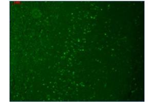 Immunofluorescence (IF) image for anti-Transient Receptor Potential Cation Channel, Subfamily M, Member 7 (TRPM7) (AA 1817-1863), (C-Term) antibody (ABIN452417) (TRPM7 anticorps  (C-Term))