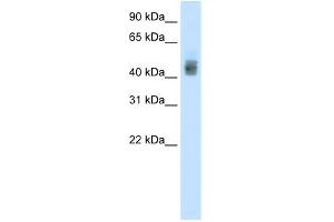 WB Suggested Anti-SOX3 Antibody Titration:  1. (SOX3 anticorps  (N-Term))