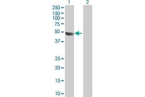Western Blot analysis of ADCK4 expression in transfected 293T cell line by ADCK4 MaxPab polyclonal antibody.