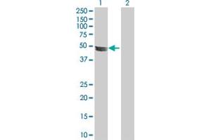 Western Blot analysis of ADCK4 expression in transfected 293T cell line by ADCK4 MaxPab polyclonal antibody. (ADCK4 anticorps  (AA 1-503))