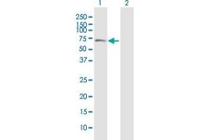 Western Blot analysis of GOLM1 expression in transfected 293T cell line by GOLM1 MaxPab polyclonal antibody.
