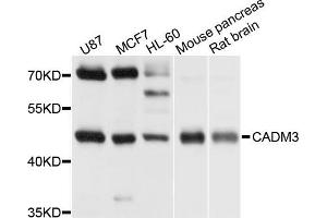 Western blot analysis of extract of various cells, using CADM3 antibody. (CADM3 anticorps)