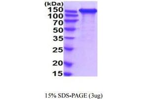 SDS-PAGE (SDS) image for L1 Cell Adhesion Molecule (L1CAM) (AA 20-1115) protein (His tag) (ABIN5854930)