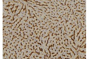 ABIN6277613 at 1/100 staining Mouse liver tissue by IHC-P. (SULT2A1 anticorps  (C-Term))