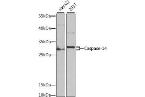 Western blot analysis of extracts of various cell lines, using Caspase-14 antibody (ABIN6131525, ABIN6137958, ABIN6137959 and ABIN6222205) at 1:1000 dilution. (CASP14 anticorps  (AA 1-242))