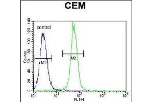 anti-ADP-Ribosylation Factor-Like 5B (ARL5B) (AA 122-154), (C-Term) antibody