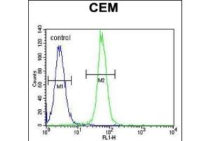 ARL8 Antibody (C-term) (ABIN655267 and ABIN2844860) flow cytometric analysis of CEM cells (right histogram) compared to a negative control cell (left histogram). (ARL5B anticorps  (C-Term))
