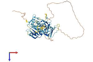 AlphaFold protein structure predicition of Mouse Recombinant Ptbp3 Protein, UniprotID Q8BHD7