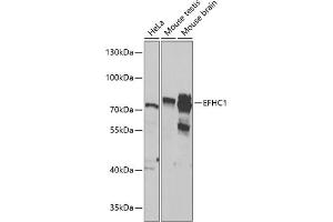 Western blot analysis of extracts of various cell lines, using EFHC1 antibody  at 1:1000 dilution. (EFHC1 anticorps  (AA 391-640))