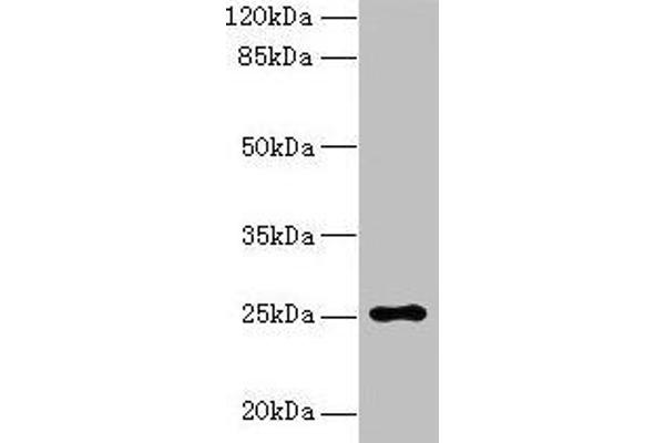 ARPIN anticorps  (AA 1-226)