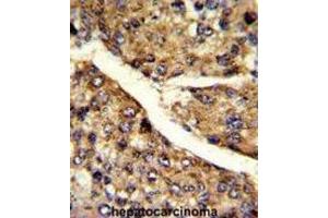 Immunohistochemistry (IHC) image for anti-Flavin Containing Monooxygenase 3 (FMO3) antibody (ABIN3002867)