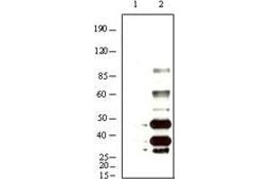 Western blot analysis using KSHV K8α mouse mAb against BCBL-1 (1) and TPA induced BCBL-1 (2) cell lysate. (KSHVK8a anticorps)
