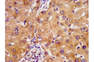 IHC image of ABIN7160878 diluted at 1:500 and staining in paraffin-embedded human liver tissue performed on a Leica BondTM system. (NDUFAF2 anticorps  (AA 117-169))