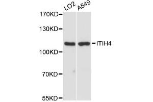 Western blot analysis of extracts of various cell lines, using ITIH4 antibody. (ITIH4 anticorps)