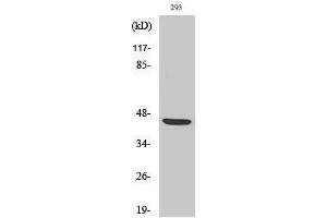 Western Blotting (WB) image for anti-Zygote Arrest 1 (ZAR1) (Internal Region) antibody (ABIN3180946) (Zygote Arrest 1 anticorps  (Internal Region))
