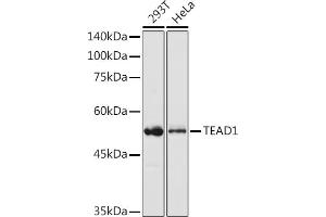 Western blot analysis of extracts of various cell lines, using TE antibody (ABIN6129488, ABIN6148982, ABIN6148984 and ABIN6217332) at 1:1000 dilution. (TEAD1 anticorps  (AA 135-215))