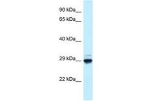 Image no. 1 for anti-MAF1 Homolog (MAF1) (AA 54-103) antibody (ABIN6747668) (MAF1 anticorps  (AA 54-103))