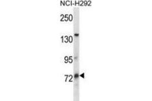 Western blot analysis in NCI-H292 cell line lysates (35ug/lane) using MUM1L1 Antibody . (MUM1L1 anticorps  (Middle Region))