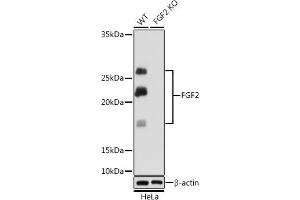 Western blot analysis of extracts from wild type (WT) and FGF2 knockout (KO) HeLa cells, using FGF2 Rabbit mAb (ABIN7267184) at 1:1000 dilution.